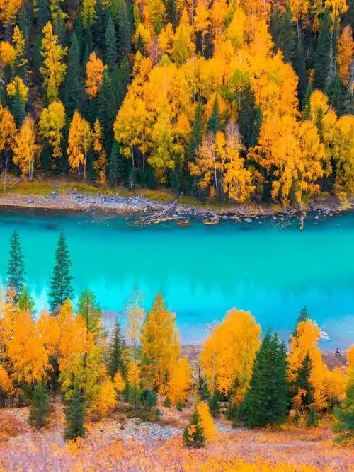 探秘新疆秋天的美景:禾木喀纳斯,人间仙境的童话之旅