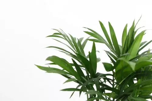 你家离网红ins风只差一盆绿植的距离