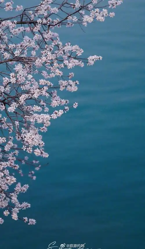 春天最适合的就是赏花,一直喜欢看日本动漫,里面描绘了很多东京樱花季