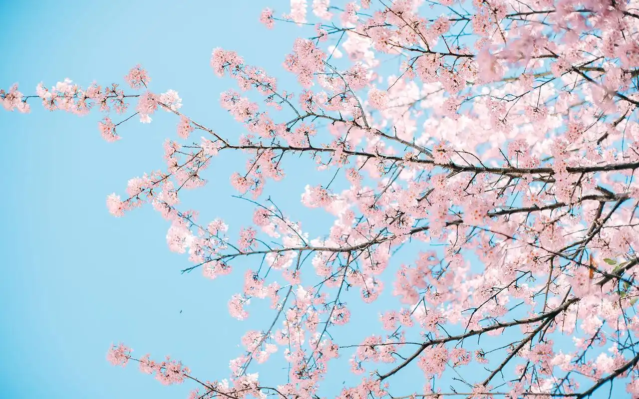 小清新唯美樱花风景图片桌面壁纸