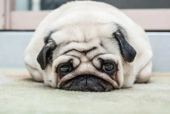 狗狗为什么哭的如此伤心