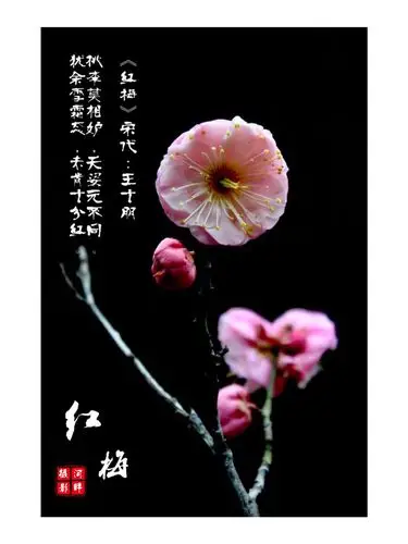 三九严寒何所惧 红梅傲雪迎春开