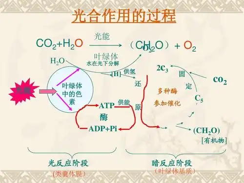 c3植物,c4植物和cam植物的比较ppt