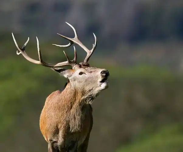 野生马鹿穿过塔里木河与金黄的胡杨成秋画它到底是马还是鹿