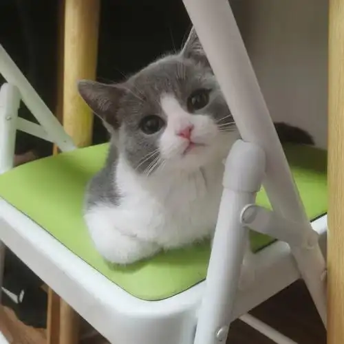 这样品相的蓝白值多少钱#英短蓝白  #蓝白  #英短