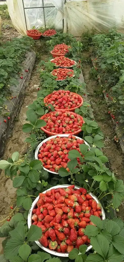 周日草莓园采摘活动