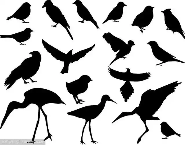 一组鸟的剪影