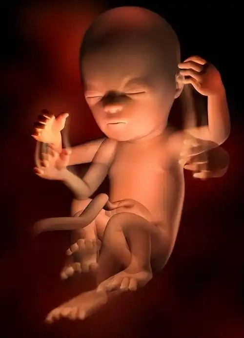 怀孕140周胎儿发育过程彩色3d图