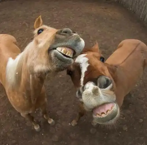 情侣搞怪微信头像