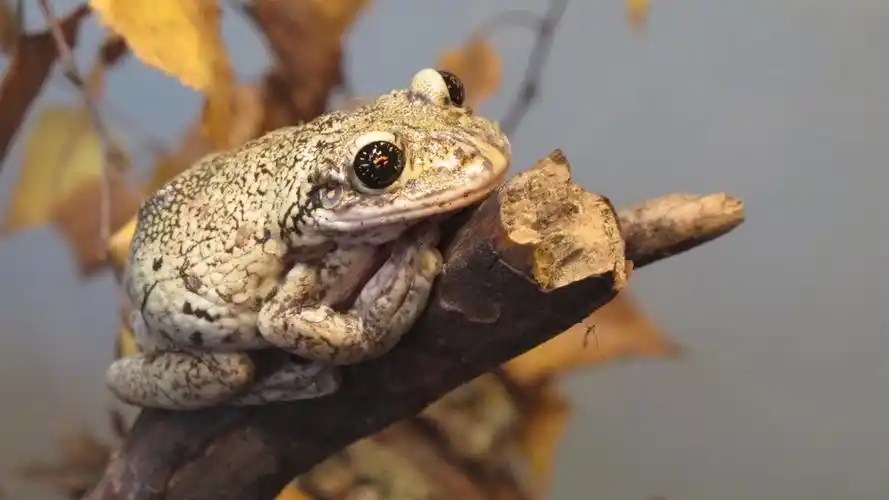 爬行动物,蟾蜍 壁纸