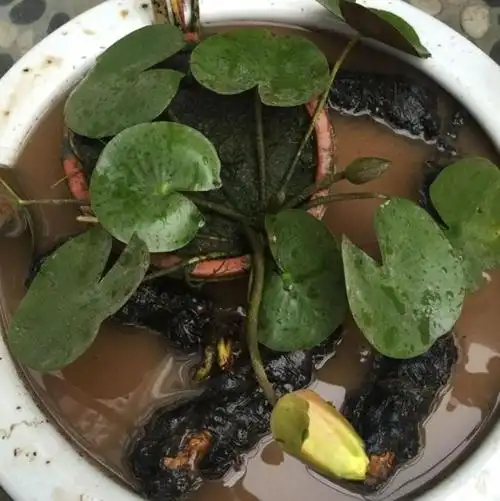 盆栽 带芽睡莲种根荷花水培植物莲花睡莲根块根茎水养植物绿植盆栽 大