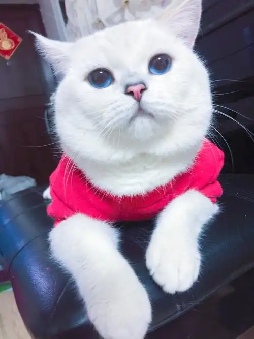 英短 银点猫 银渐层猫 矮脚猫 蓝猫 蓝白