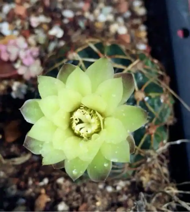 这种仙人球爱开花,一次开十几朵,和昙花一样漂亮!