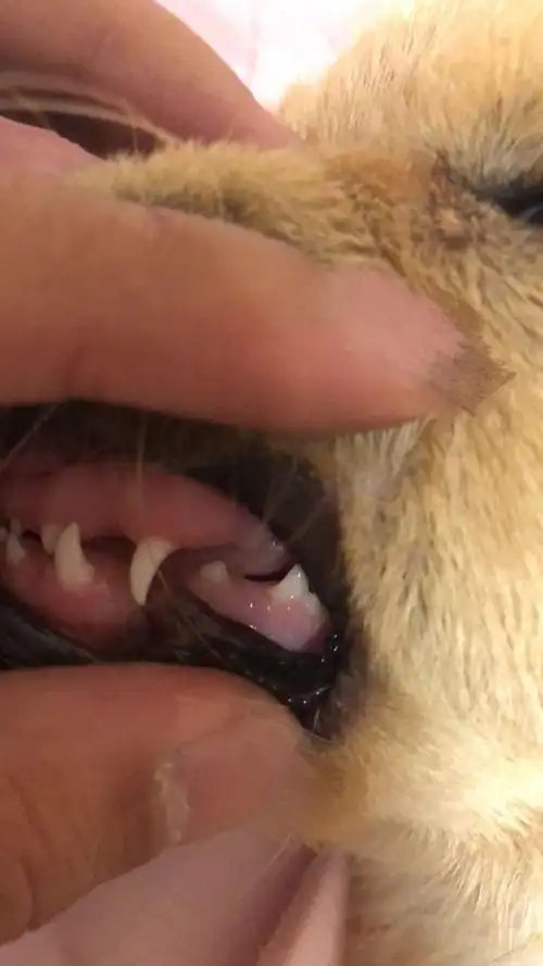 看一下狗狗牙齿 几个月了?