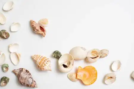 不同的海贝壳图片-不同的海贝壳素材-不同的海贝壳插画-摄图新视界