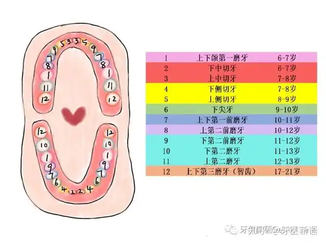 掐指一算就知道什么时候长出一颗牙