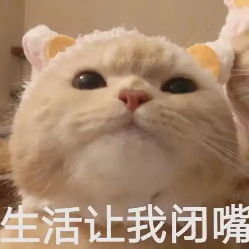 萌宠gif猫星人gif生活让我闭嘴gif不说话gif呆萌gif可爱gif
