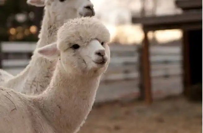 全球十大最萌动物排名_团队问吧网