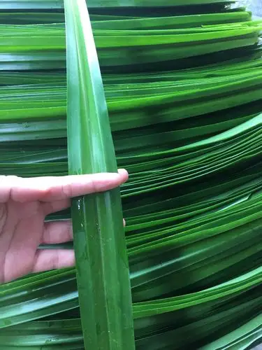 新鲜泰国香兰叶 班兰叶 斑斓叶 千里香500g 斑斓戚风绿蛋糕原料