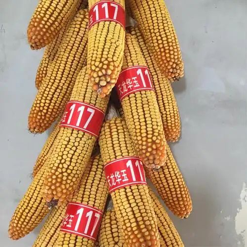 天龙华玉117最新审定干粮之王;泽玉709棒大杆矮适机收.