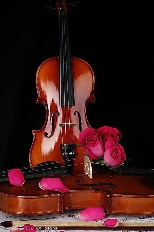 小提琴玫瑰花特写图片