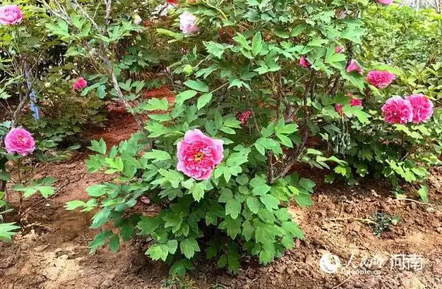国色天香!河南洛阳牡丹花开