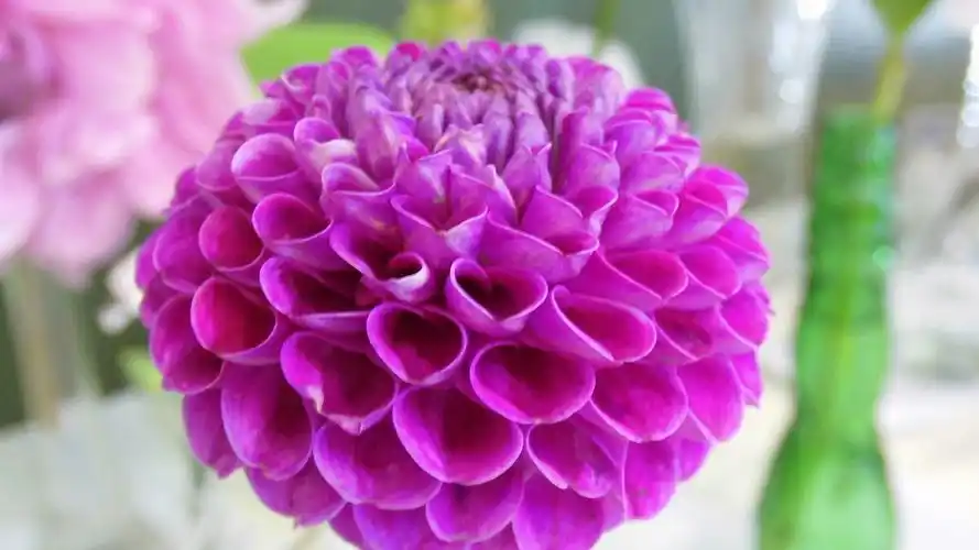 小清新花卉图片高清电脑壁纸