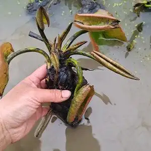 大睡莲根块庭院池塘水池鱼缸水生粉黄色水培植物水养荷花四季盆栽