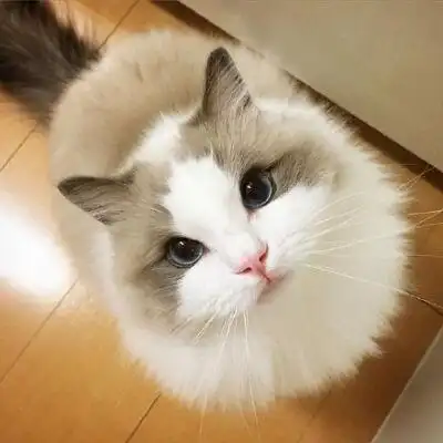 清新 猫咪 萌宠 喵星人 #一只爱拍照的喵# 可爱萌宠猫咪图片 卖萌清新