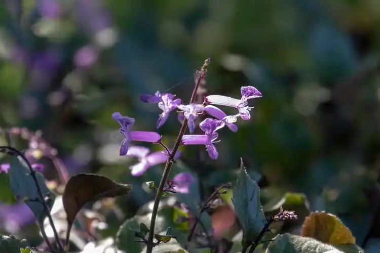 莫娜紫香茶菜vv首发