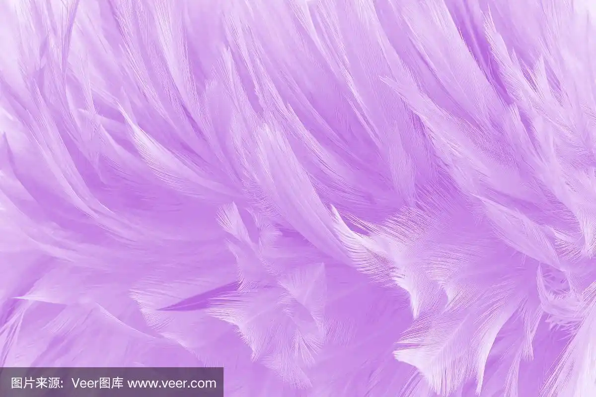 美丽的浅紫色鸟羽毛图案纹理背景.