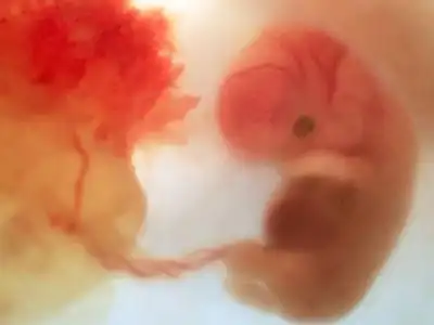 怀孕期哪些因素影响胎儿发育