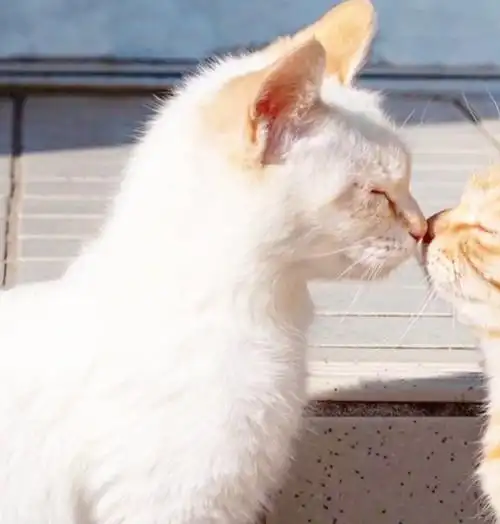 超可爱小动物情侣头像