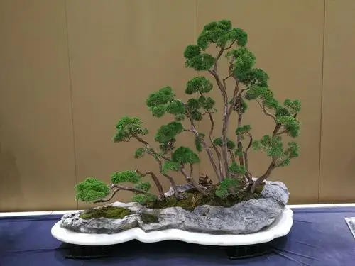 严整庄重的扬州盆景