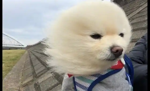 而对于长头发的人们来说,也最烦这种天气了,因为好不容易弄好的发型