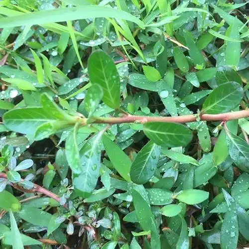 天然青草药过塘蛇过江藤过江龙过沟龙整株干货500g一斤