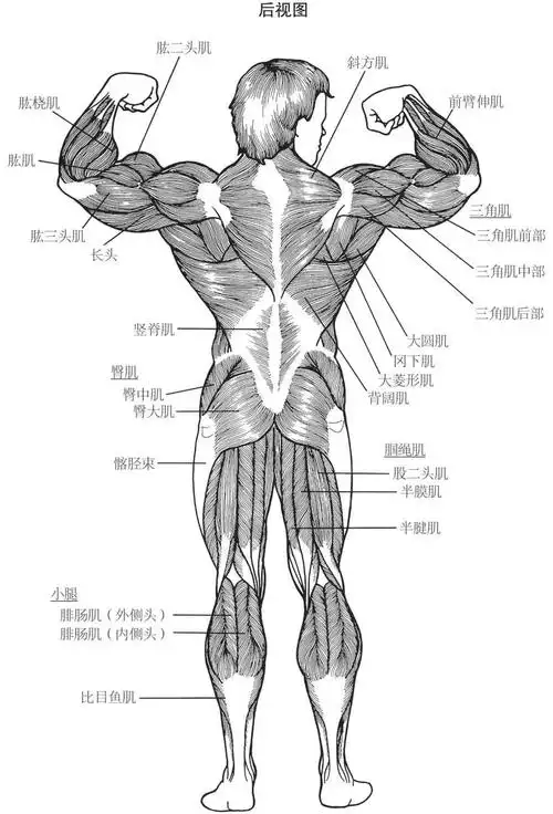 人体肌肉群后视图
