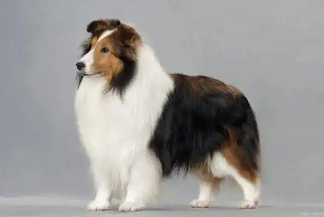 72种名犬图片及名字(上)