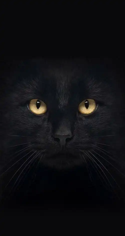 抖音最火黑猫眼手机壁纸大全