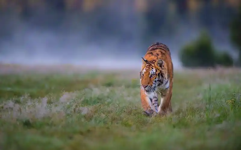 壁纸 老虎走在草地上,正面