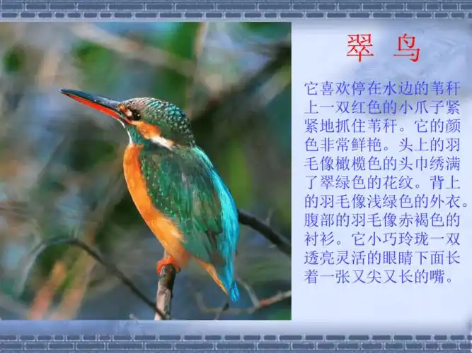 74歌曲翠鸟咕咕唱课件12张