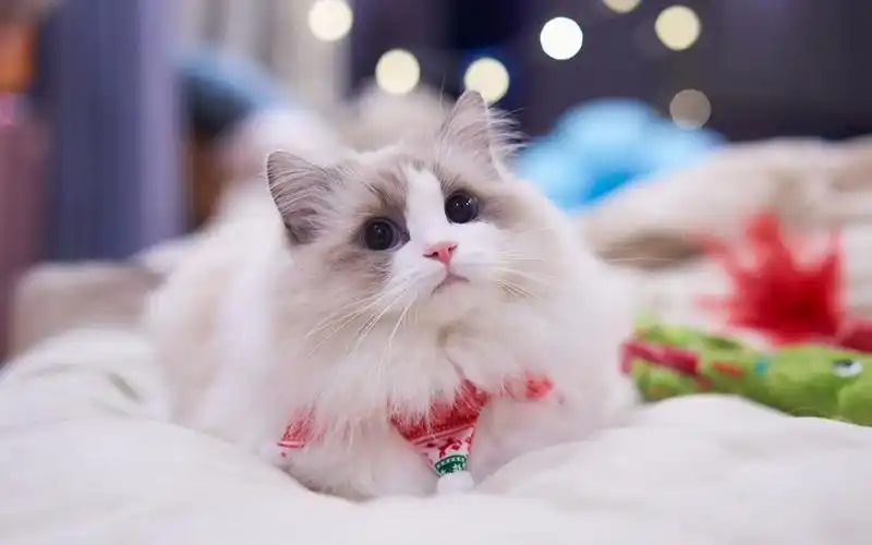 布偶猫猫咪的神仙级优雅是什么样子的