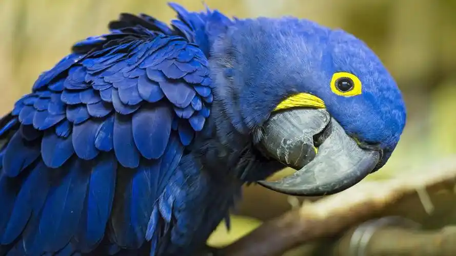 白色鹦鹉和蓝色鹦鹉配不配 白色鹦鹉和蓝色鹦鹉配不配对