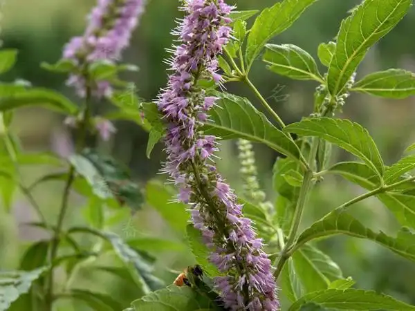 香薷的功效与作用_中华康网