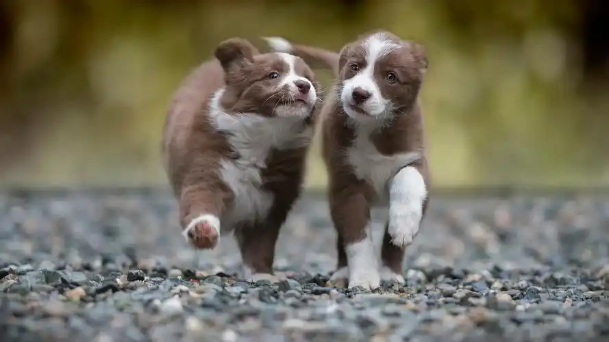 奔跑的狗狗图片高清电脑壁纸高清大图预览1920x1080_动物壁纸下载_美