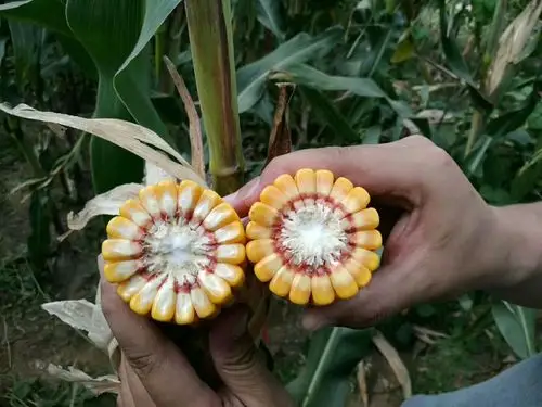 翔玉198空白市场招商