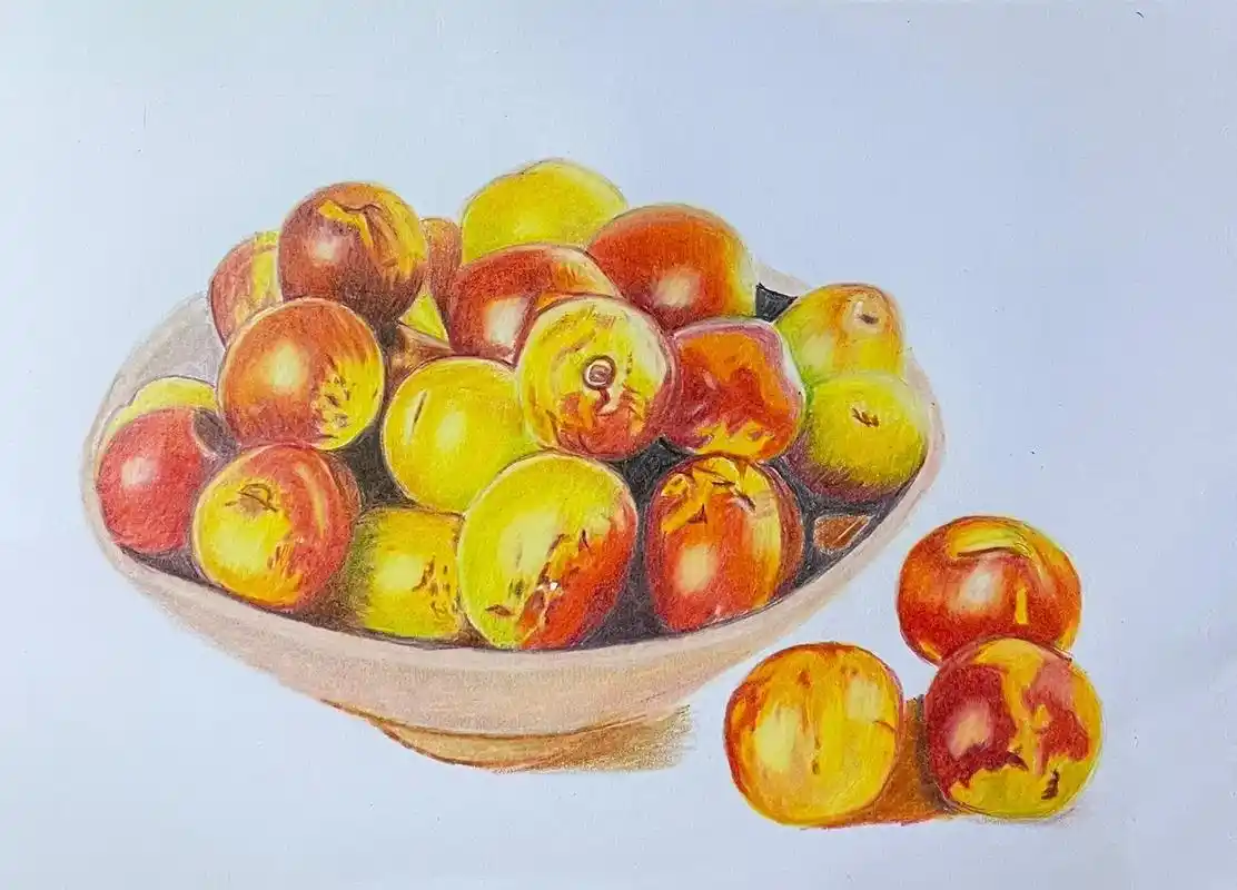 彩铅画76冬枣组合