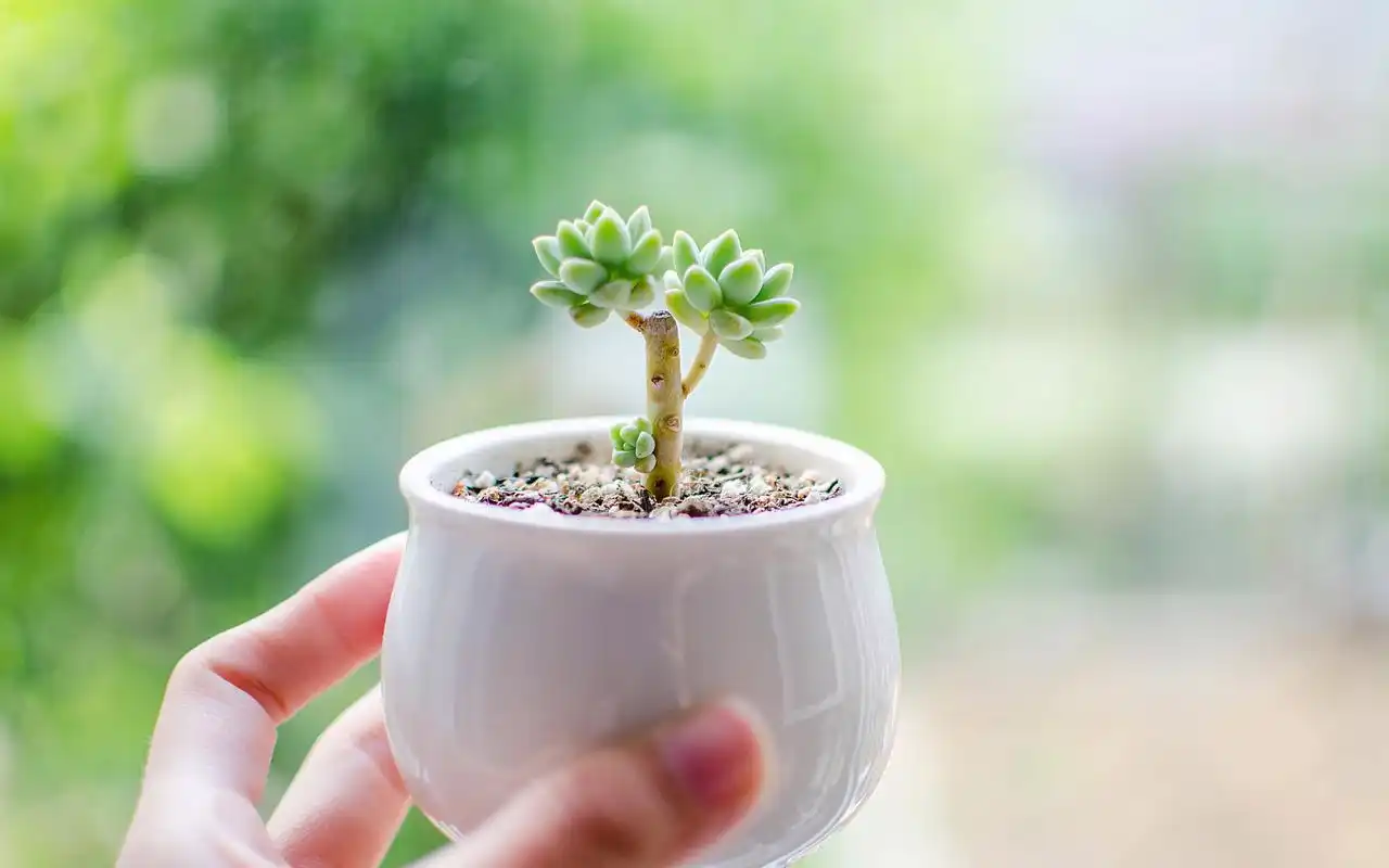 小清新多肉植物高清图片桌面壁纸