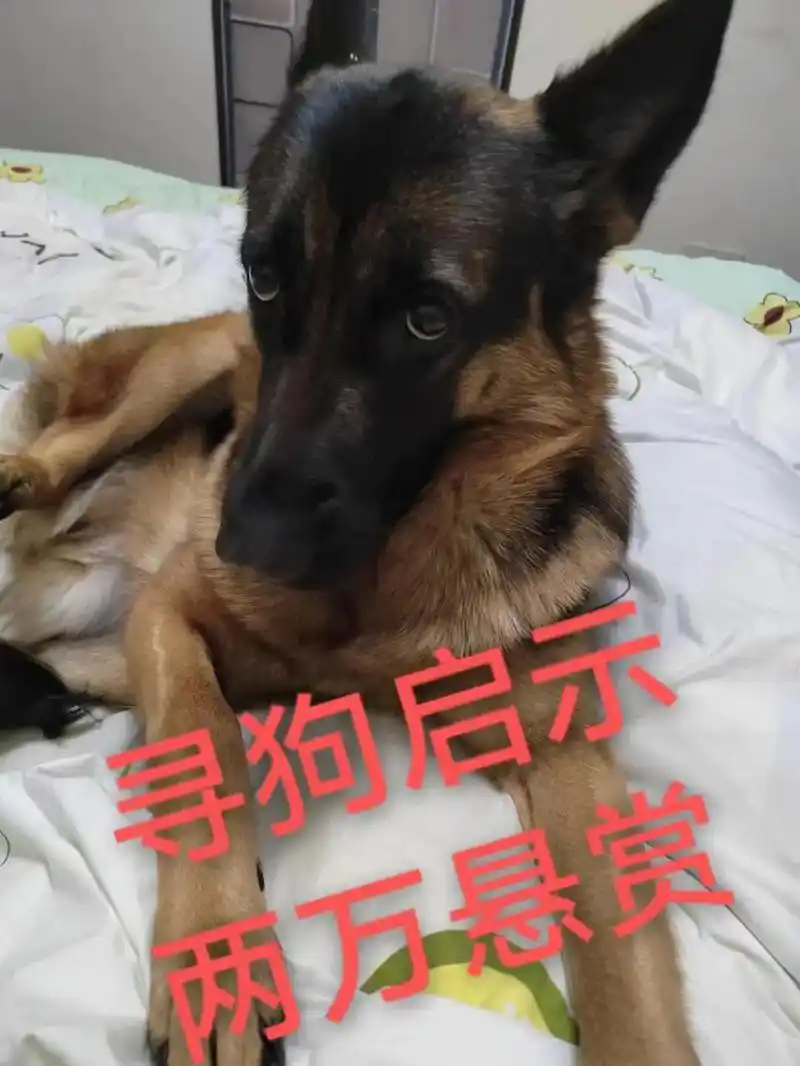 重金寻狗德牧小黑.