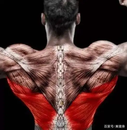 背阔肌是男人倒三角的关键,做好这几拥有宽厚的背阔肌不是梦